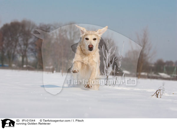 rennender Golden Retriever / running Golden Retriever / IPI-01544