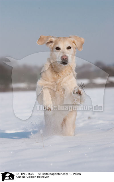 rennender Golden Retriever / running Golden Retriever / IPI-01570