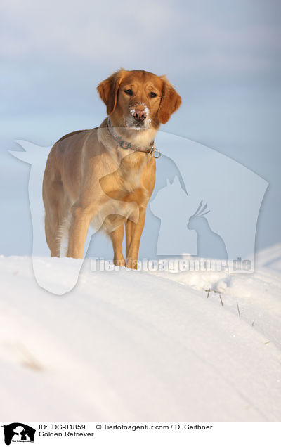 Golden Retriever / Golden Retriever / DG-01859
