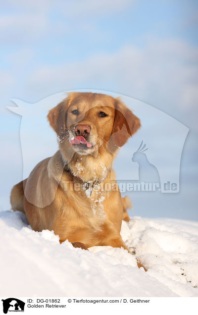 Golden Retriever / Golden Retriever / DG-01862
