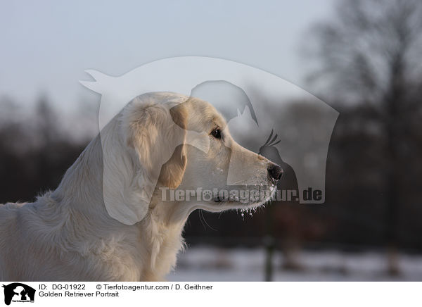 Golden Retriever Portrait / Golden Retriever Portrait / DG-01922