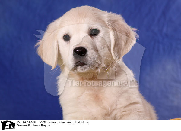 Golden Retriever Welpe / Golden Retriever Puppy / JH-08548