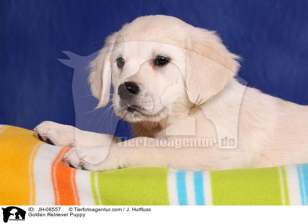 Golden Retriever Welpe / Golden Retriever Puppy / JH-08557