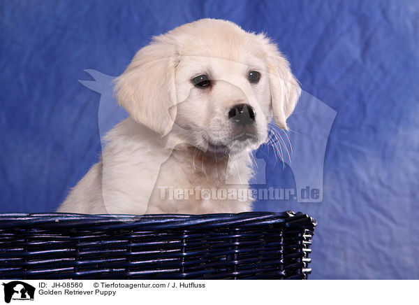 Golden Retriever Welpe / Golden Retriever Puppy / JH-08560