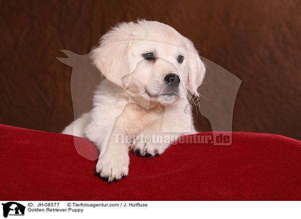 Golden Retriever Welpe / Golden Retriever Puppy / JH-08577