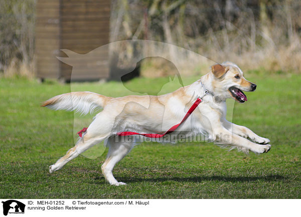 rennender Golden Retriever / running Golden Retriever / MEH-01252