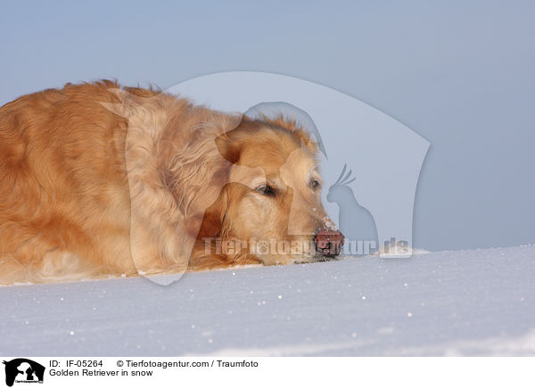 Golden Retriever im Schnee / Golden Retriever in snow / IF-05264