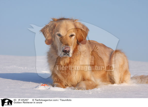 Golden Retriever im Schnee / Golden Retriever in snow / IF-05267