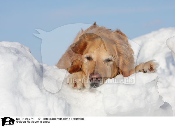 Golden Retriever im Schnee / Golden Retriever in snow / IF-05274