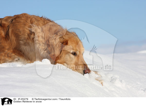 Golden Retriever im Schnee / Golden Retriever in snow / IF-05279