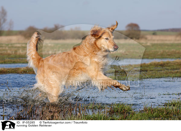 rennender Golden Retriever / running Golden Retriever / IF-05285