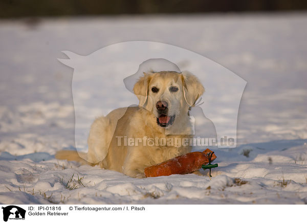 Golden Retriever / Golden Retriever / IPI-01816