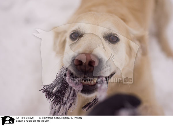 spielender Golden Retriever / playing Golden Retriever / IPI-01821