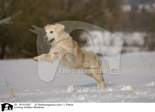 rennender Golden Retriever / running Golden Retriever / IPI-01827