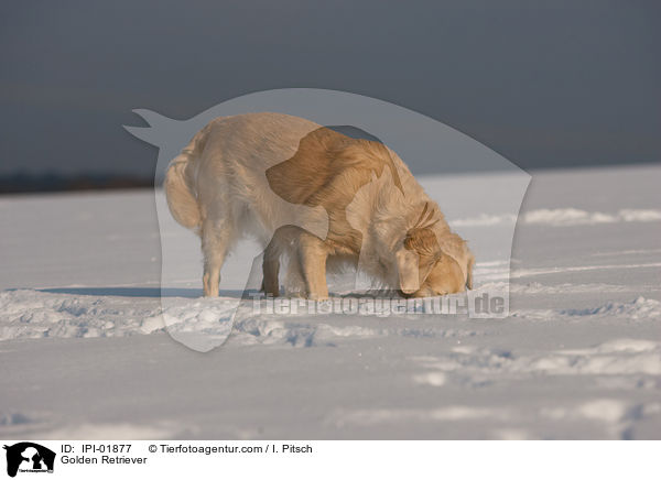 Golden Retriever / Golden Retriever / IPI-01877