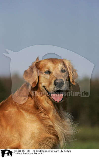 Golden Retriever Portrait / Golden Retriever Portrait / KL-03458