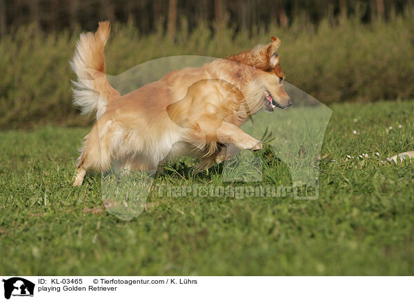 spielender Golden Retriever / playing Golden Retriever / KL-03465