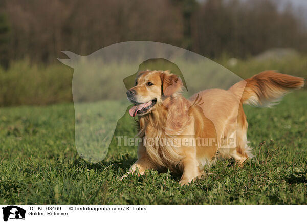 Golden Retriever / Golden Retriever / KL-03469