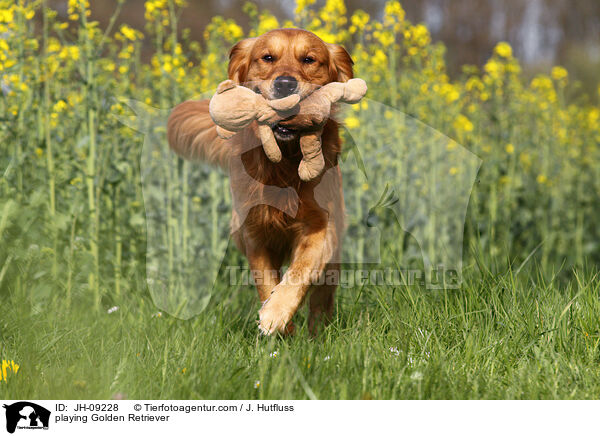 spielender Golden Retriever / playing Golden Retriever / JH-09228