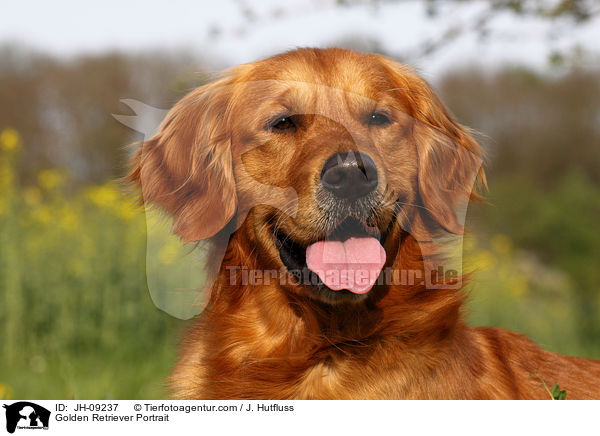 Golden Retriever Portrait / Golden Retriever Portrait / JH-09237
