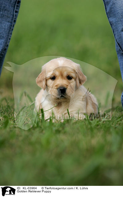 Golden Retriever Welpe / Golden Retriever Puppy / KL-03964