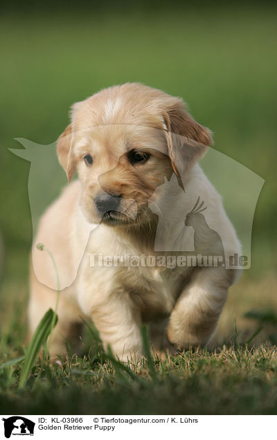 Golden Retriever Puppy / KL-03966