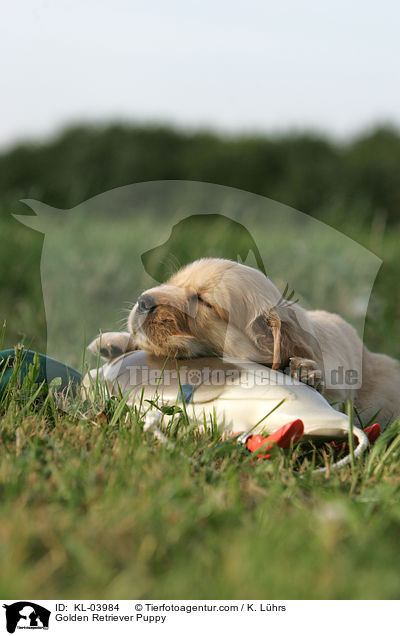 Golden Retriever Welpe / Golden Retriever Puppy / KL-03984