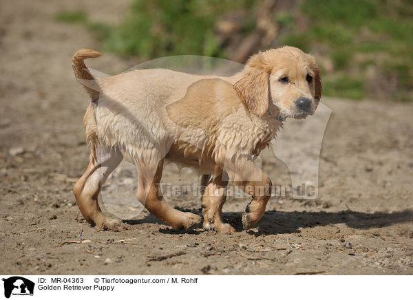 Golden Retriever Welpe / Golden Retriever Puppy / MR-04363