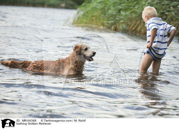 badender Golden Retriever / bathing Golden Retriever / MR-04388