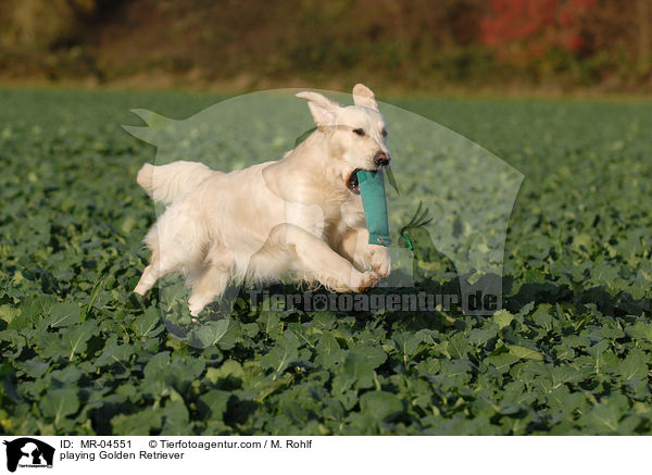 spielender Golden Retriever / playing Golden Retriever / MR-04551
