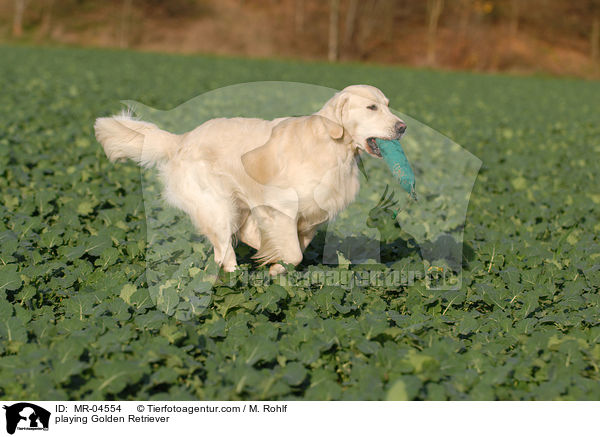 spielender Golden Retriever / playing Golden Retriever / MR-04554