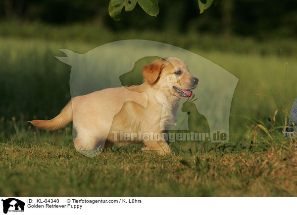 Golden Retriever Puppy / KL-04340