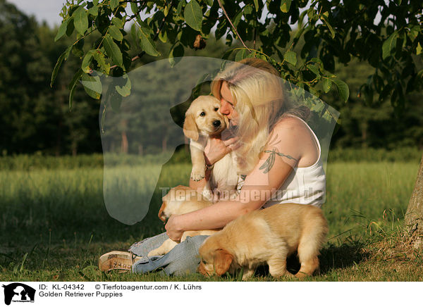 Golden Retriever Welpen / Golden Retriever Puppies / KL-04342