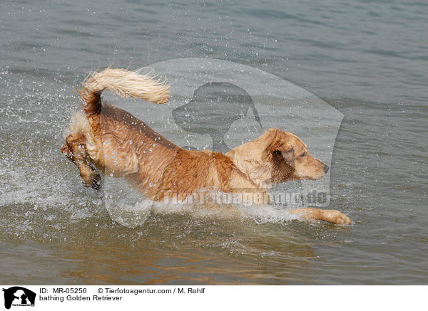 badender Golden Retriever / bathing Golden Retriever / MR-05256