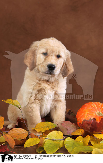 Golden Retriever Welpe / Golden Retriever Puppy / KL-05025