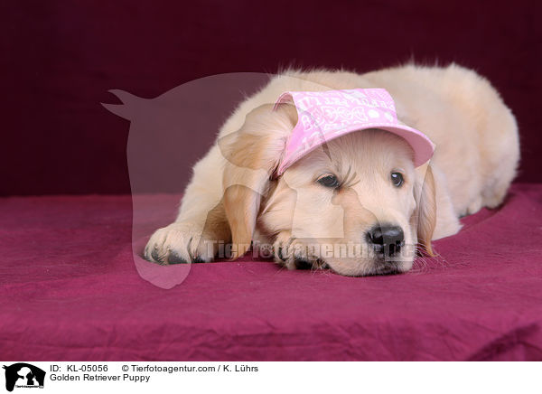 Golden Retriever Welpe / Golden Retriever Puppy / KL-05056