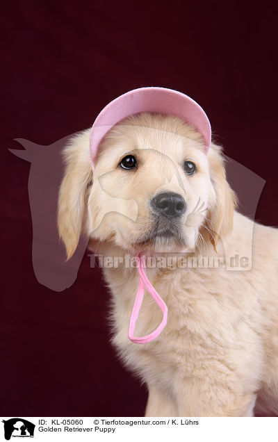 Golden Retriever Welpe / Golden Retriever Puppy / KL-05060