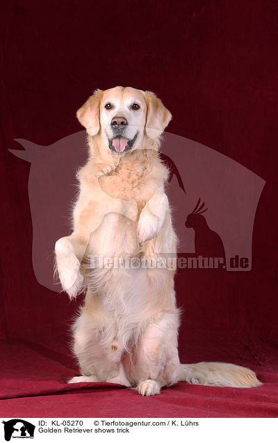 Golden Retriever macht Mnnchen / Golden Retriever shows trick / KL-05270