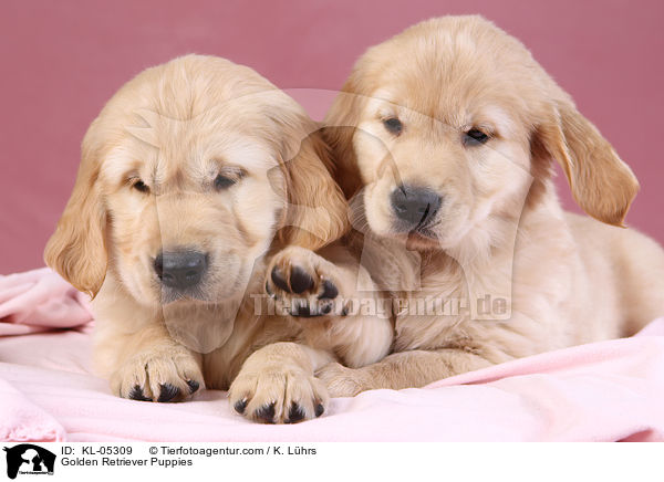 Golden Retriever Welpen / Golden Retriever Puppies / KL-05309