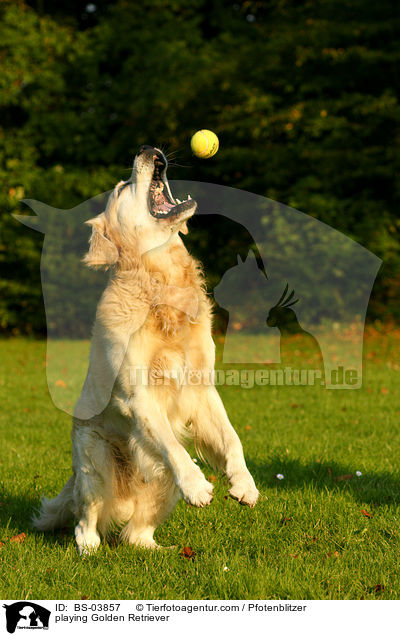 playing Golden Retriever / BS-03857