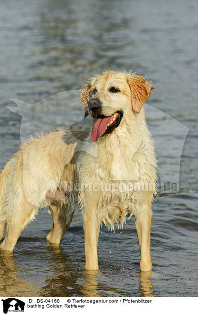 badender Golden Retriever / bathing Golden Retriever / BS-04168