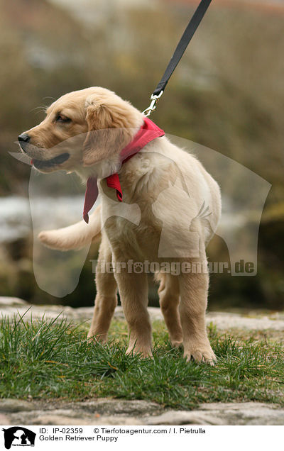 Golden Retriever Welpe / Golden Retriever Puppy / IP-02359