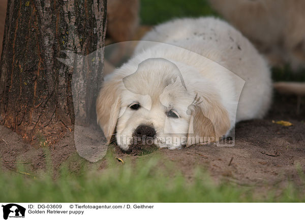 Golden Retriever Welpe / Golden Retriever puppy / DG-03609