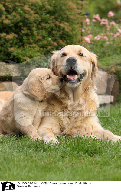 Golden Retriever / Golden Retriever / DG-03624