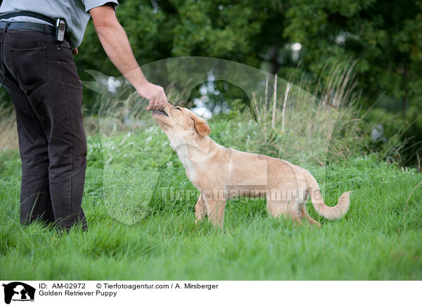 Golden Retriever Welpe / Golden Retriever Puppy / AM-02972