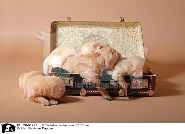 Golden Retriever Welpen / Golden Retriever Puppies / CR-01997