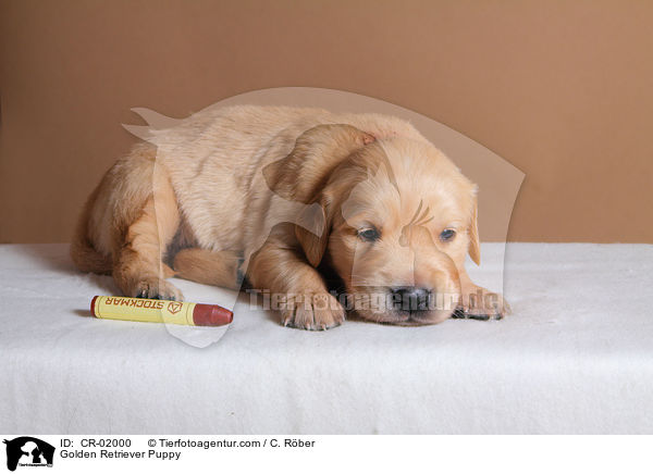 Golden Retriever Welpe / Golden Retriever Puppy / CR-02000