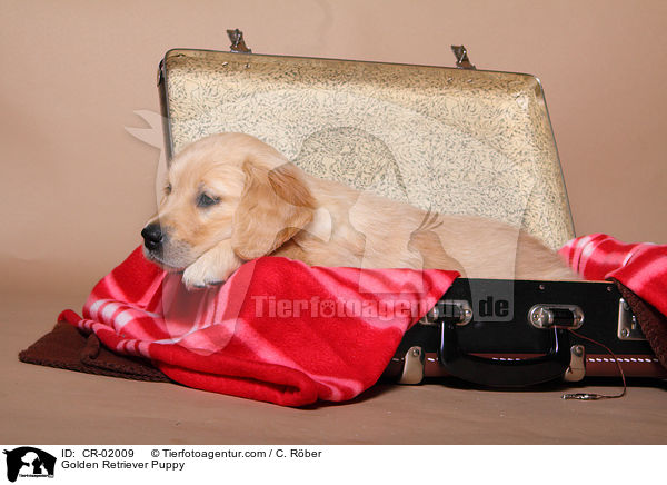 Golden Retriever Welpe / Golden Retriever Puppy / CR-02009
