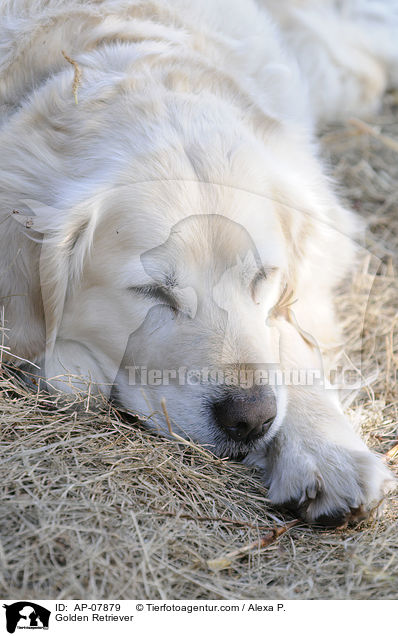 Golden Retriever / Golden Retriever / AP-07879