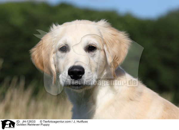 Golden Retriever Welpe / Golden Retriever Puppy / JH-12633